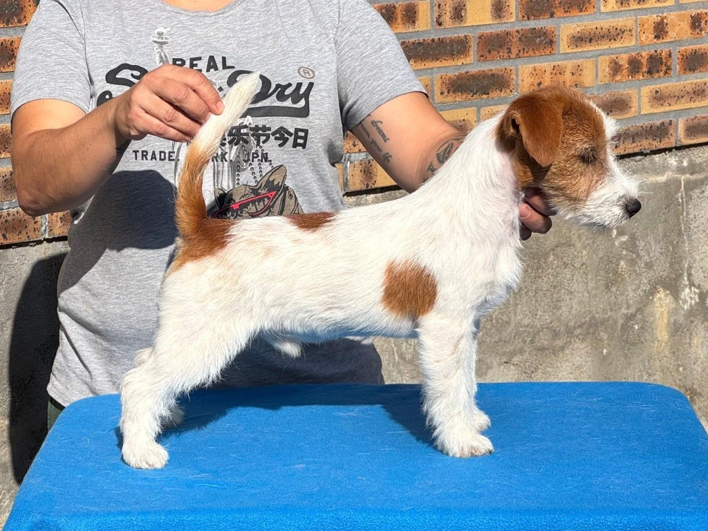 du Vallon de l'Alba - Chiots disponibles - Jack Russell Terrier
