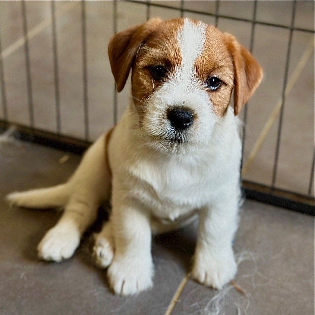 du Vallon de l'Alba - Chiots disponibles - Jack Russell Terrier