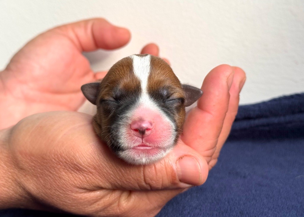 du Vallon de l'Alba - Chiots disponibles - Jack Russell Terrier