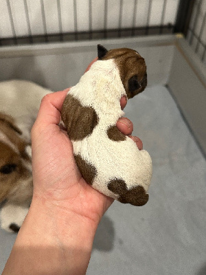 CHIOT