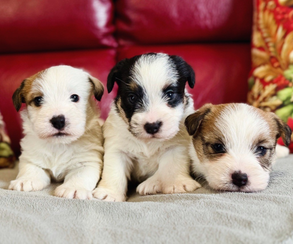 du Vallon de l'Alba - Jack Russell Terrier - Portée née le 29/11/2025