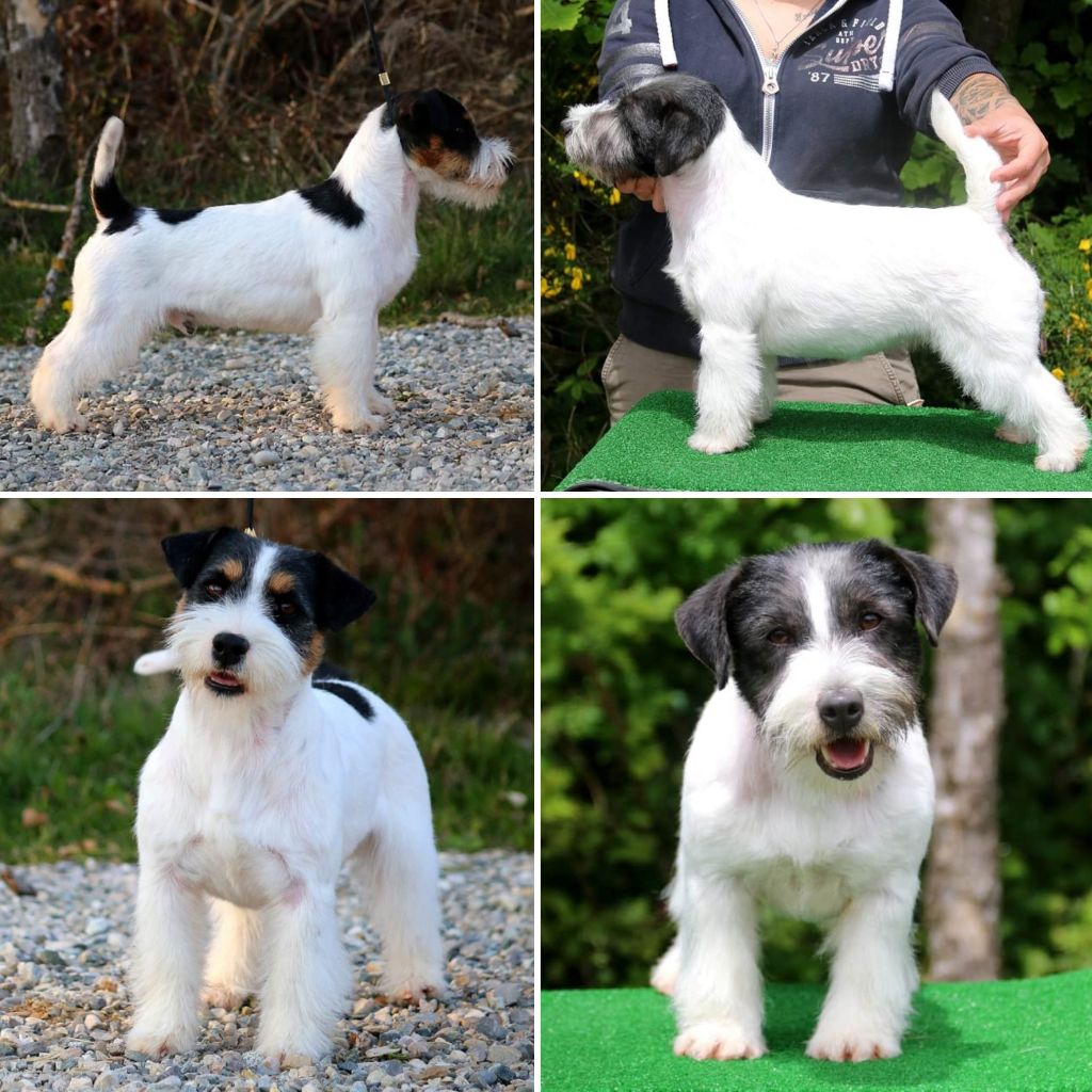 Chiot Jack Russell Terrier du Vallon de l'Alba