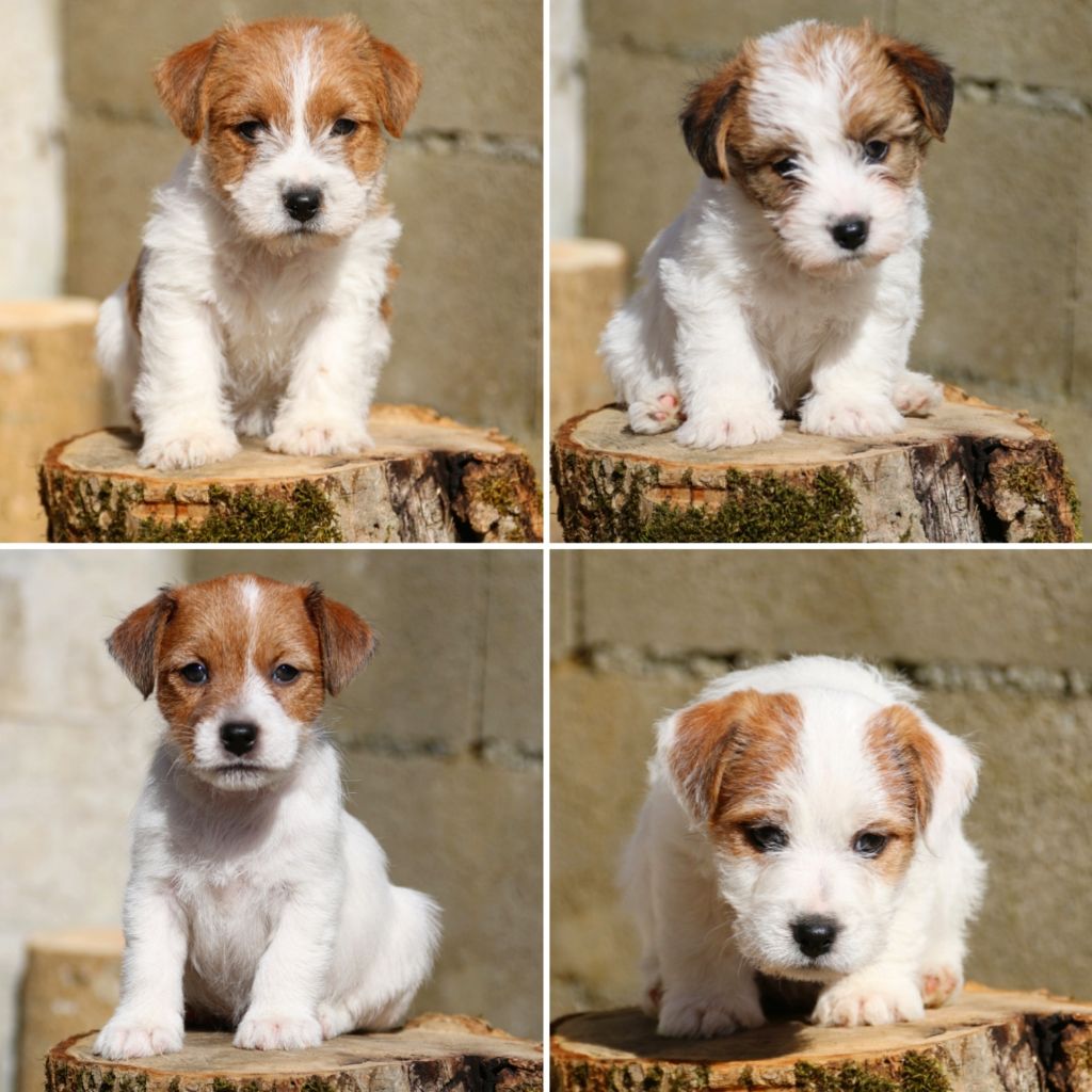 Chiot Jack Russell Terrier du Vallon de l'Alba