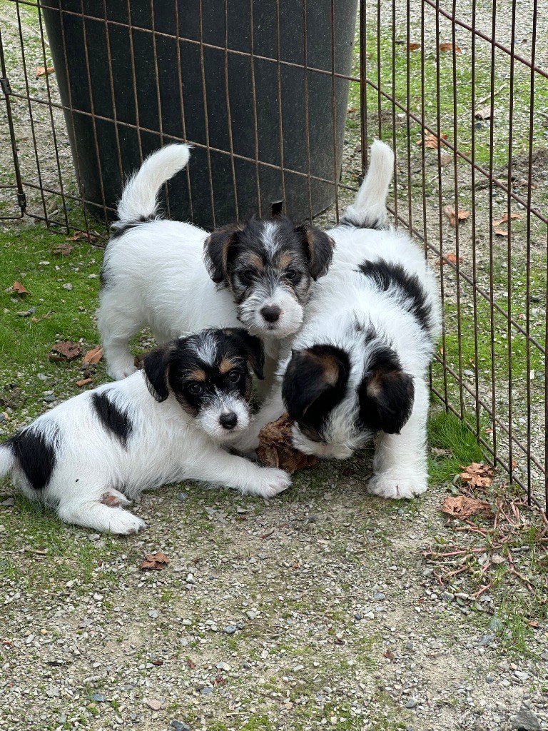 du Vallon de l'Alba - Jack Russell Terrier - Portée née le 19/07/2025