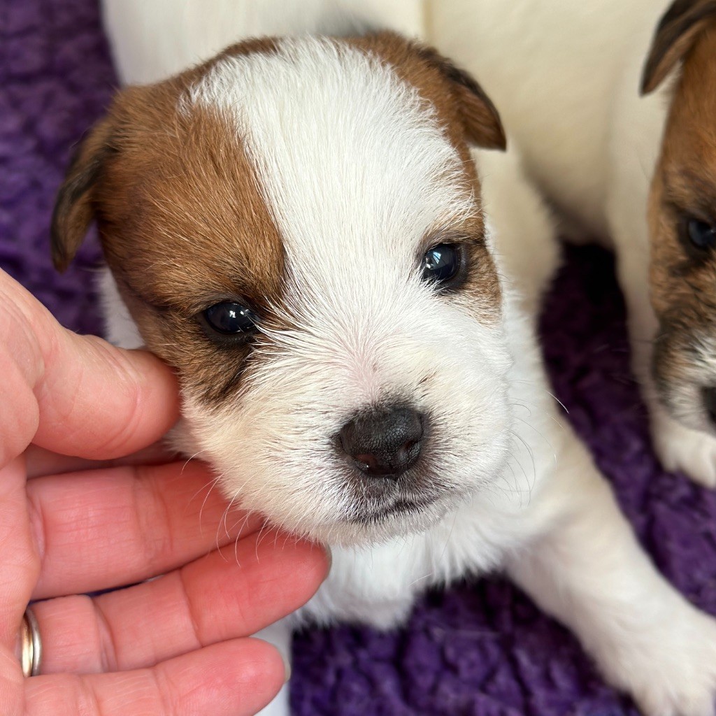 du Vallon de l'Alba - Chiots disponibles - Jack Russell Terrier