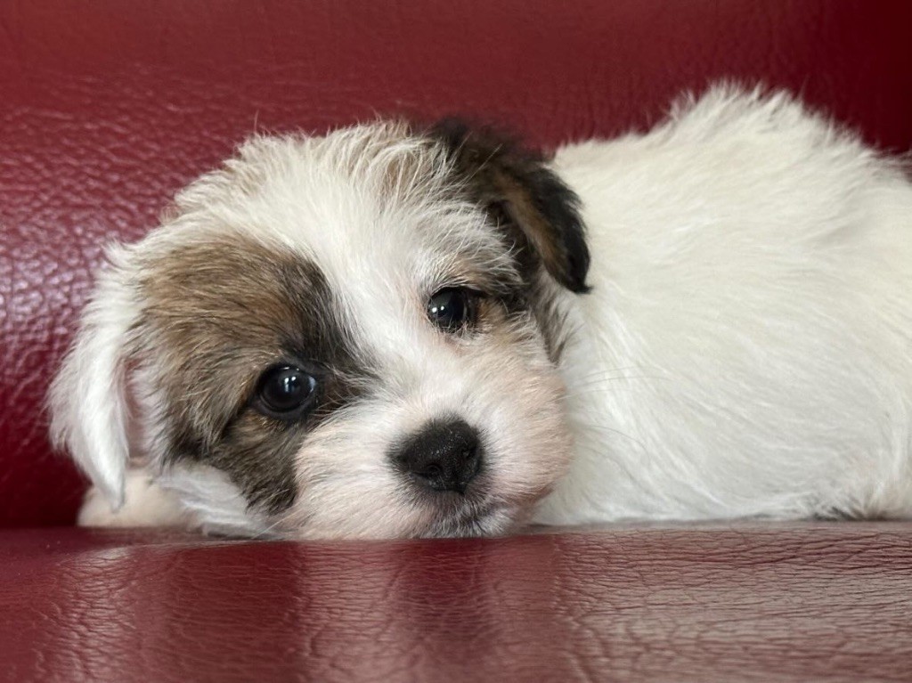 du Vallon de l'Alba - Chiots disponibles - Jack Russell Terrier