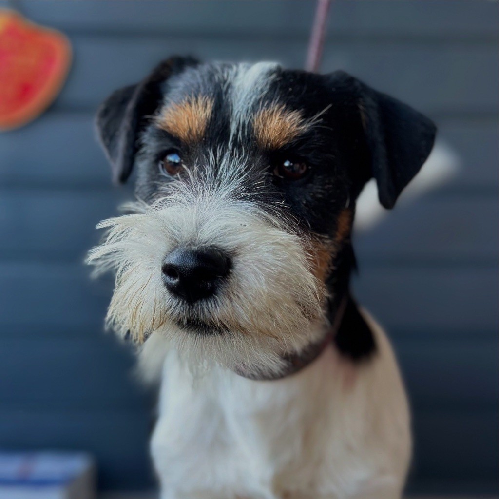 du Vallon de l'Alba - Chiots disponibles - Jack Russell Terrier