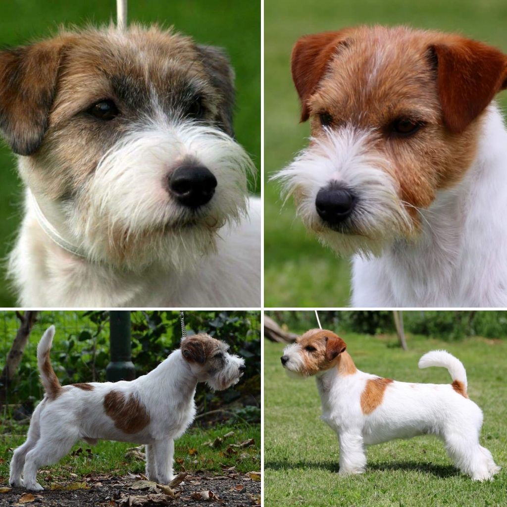 Chiot Jack Russell Terrier du Vallon de l'Alba