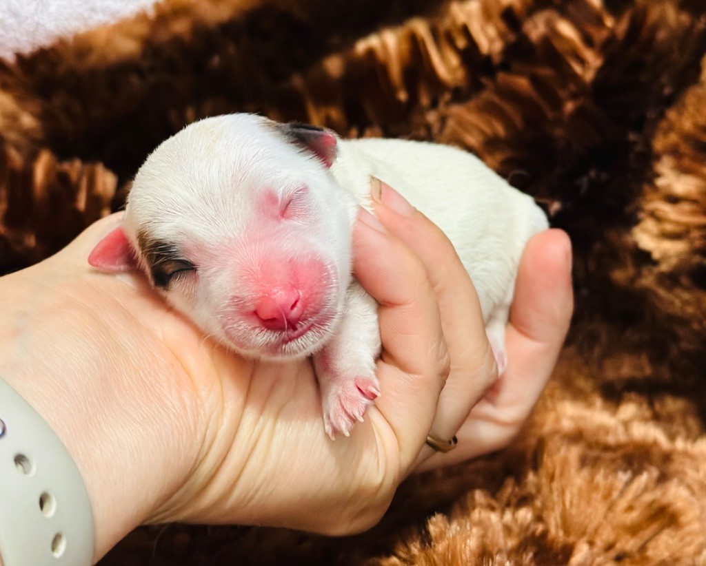 du Vallon de l'Alba - Chiots disponibles - Jack Russell Terrier